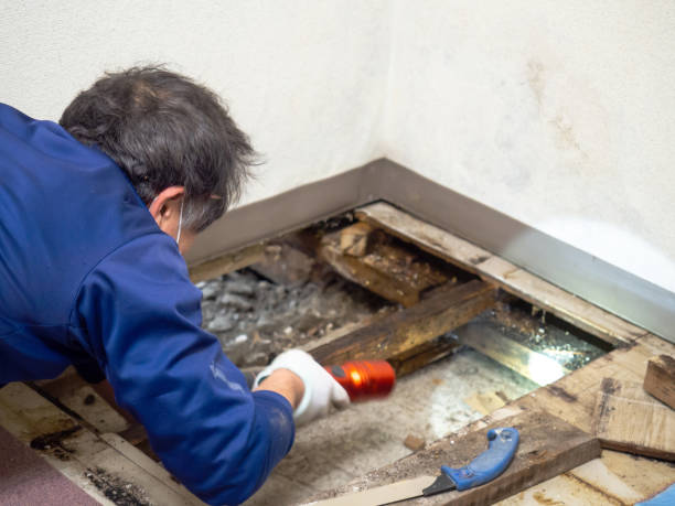 Best Same-Day Mold Removal  in St Paul, TX