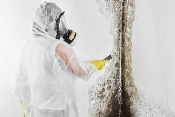 Best Same-Day Mold Removal  in St Paul, TX