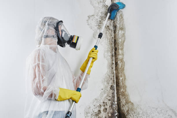 Best Professional Mold Removal  in St Paul, TX