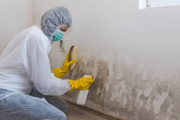 Best Mold Remediation  in St Paul, TX