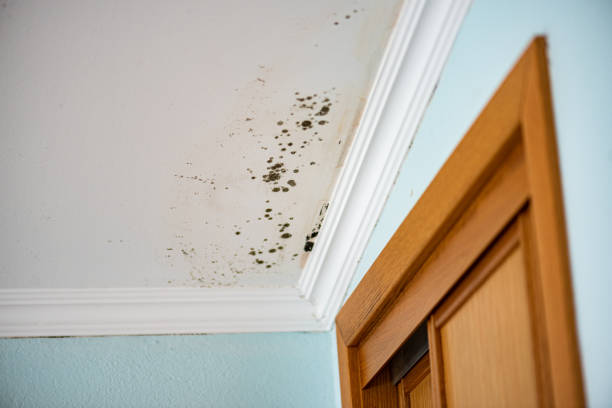 Trusted St Paul, TX Mold Removal Experts