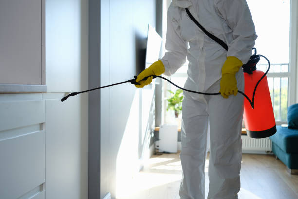 Best Mold Removal Company Near Me  in St Paul, TX