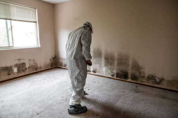 Best Affordable Mold Removal  in St Paul, TX