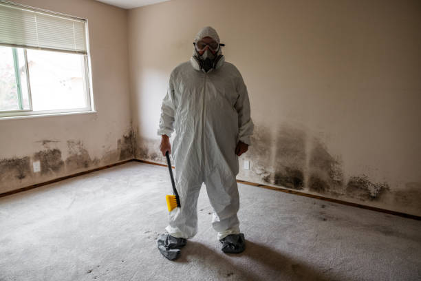 Best Affordable Mold Removal  in St Paul, TX