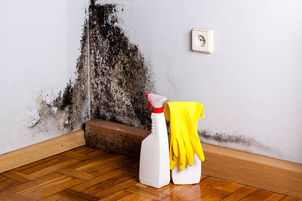 Best Emergency Mold Removal  in St Paul, TX